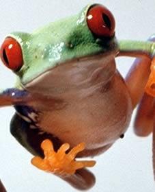 Amphibians Most amphibians do not live completely in the