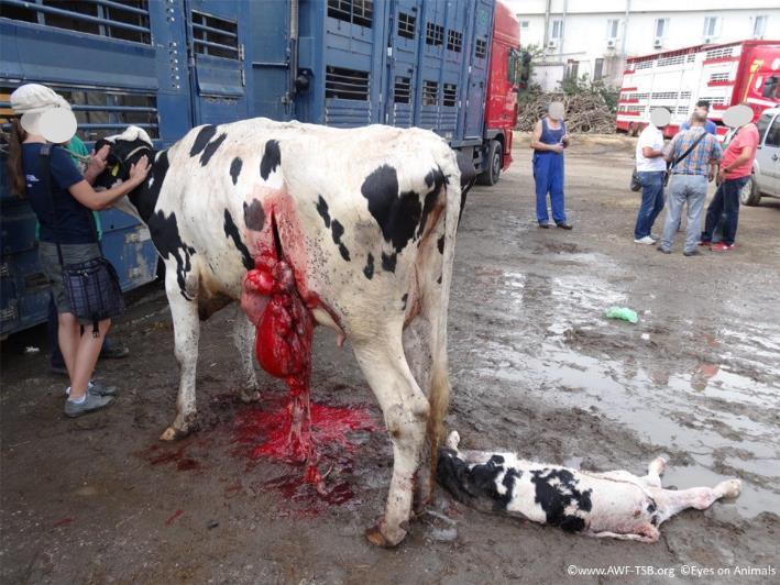 This heavily pregnant cow was exported from Germany to Turkey. She underwent an emergency caesarean at the EU border, the calf died and the cow was then slaughtered without proper equipment.