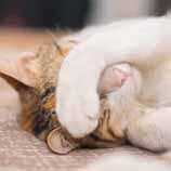 77% of cat owners report that their cat displays at least one behaviour that they d like to change and yet 74% of owners don t think that their pet is stressed.