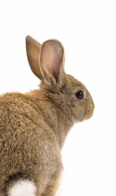 Environment Diet 61% of rabbits live predominantly outside, and 39% live predominantly inside.
