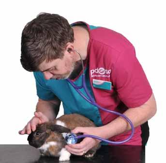 BVA and BVNA surveys Behaviour Vets and vet nurses estimated that 30% of the rabbits they see in their practice each week are overweight or obese (mean value).