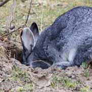 The most common weight-related health issues for rabbits identified by vets and vet nurses are: Grooming / self-care issues (93%) Musculoskeletal problems (42%) Respiratory problems (11%) Most common