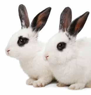 pelleted food, as explained in this year s Rabbit Awareness Week (RAW) campaign.