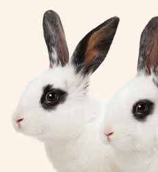 could be doing so for a number of reasons, including ill health, stress, loneliness and boredom. 54% of owners report that their rabbit displays at least one behaviour that they d like to change.