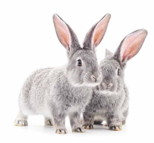 Companionship Rabbits are highly sociable animals, and when bonded with a compatible, neutered partner or partners, they enjoy a much better quality of life than when kept alone.