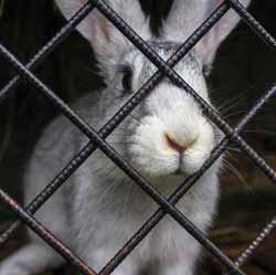 equating to 540,000 lonely rabbits in the UK. Living a solitary life will be seriously impacting on the physical health and mental wellbeing of our pet rabbits.