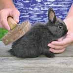 findings. 62% of owners disagreed that their rabbit was lonely. Health Registered with a vet 34% of rabbits (340,000) are not currently registered with a vet.