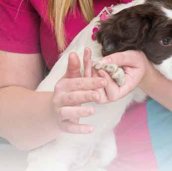 Those finding new ways to talk to local pet owners and offering new consultation models, such as quality of life assessments and pre-purchase consultations, are already moving pet wellbeing forward.