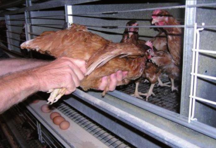 Problems Associated with Rapid Growth Weight control is also relevant to the production of broiler chickens and turkeys being raised for breeding purposes rather than for meat production.