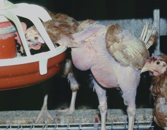 The incidence is sometimes very high in hens with intact beaks, especially when hens are kept in large groups and even a single cannibalistic bird has access to many potential victims.