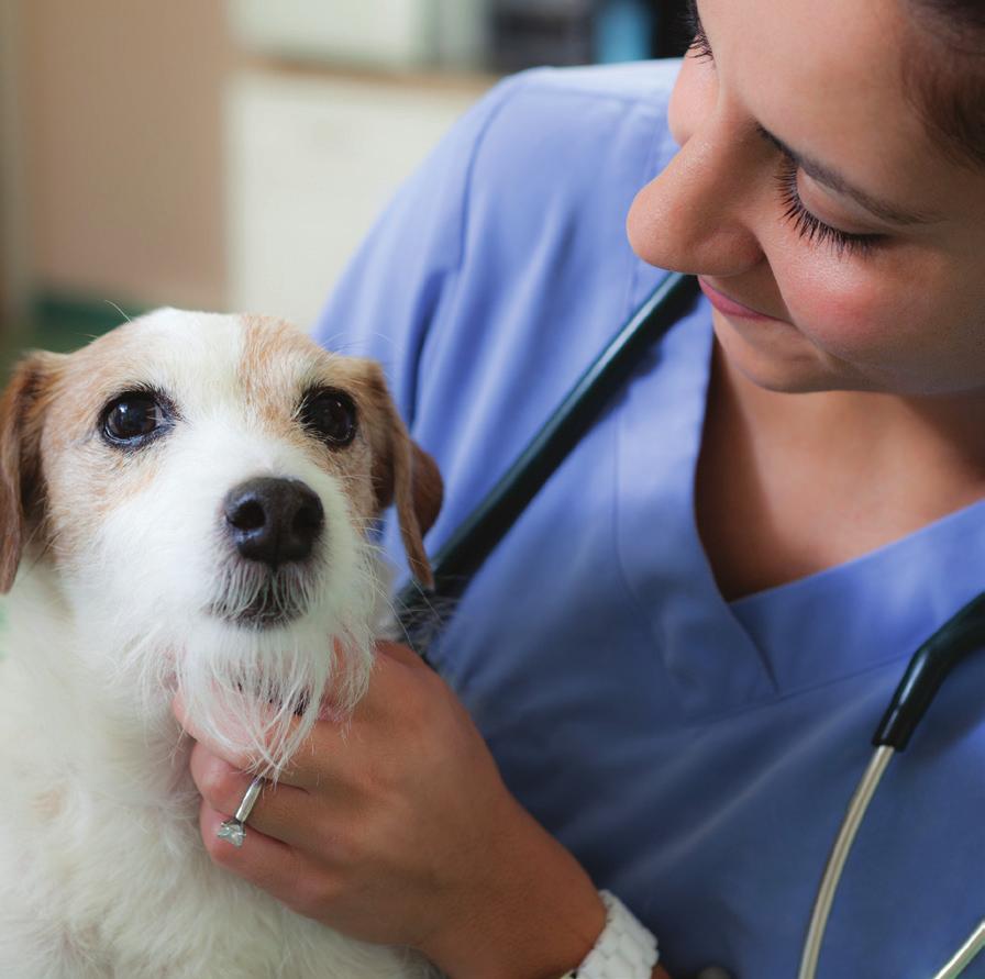 The importance of treatment Treatment improves your dog s quality of life and prevents the development of other, potentially life-threatening, conditions for which treatment can be intensive and