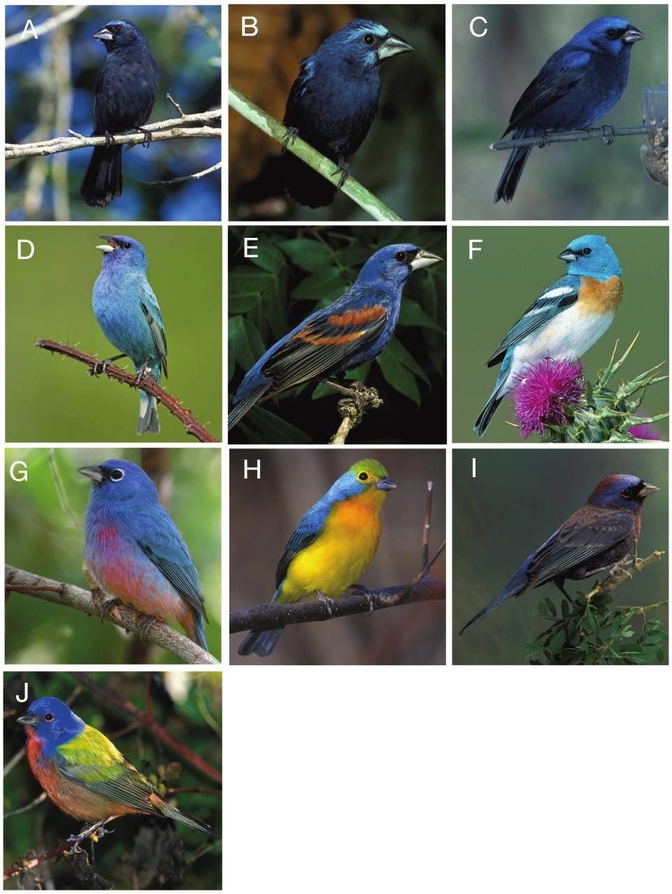 Evolution of Avian Plumage Color 000 Figure 2: Adult male plumages of Cyanocompsa and Passerina buntings (Cardinalidae).
