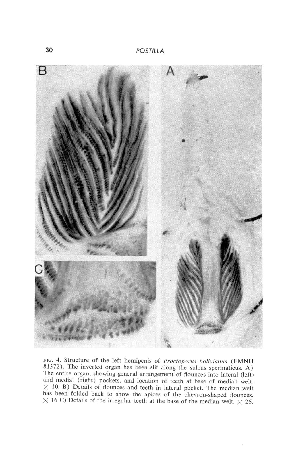 30 POSTILLA B # \v \ ^: FIG. 4. Structure of the left hemipeiiis of Proctoporus bouvianus (FMNH 81372).^ The iiiyerted organ has been slit along the sulcus spermaticus.