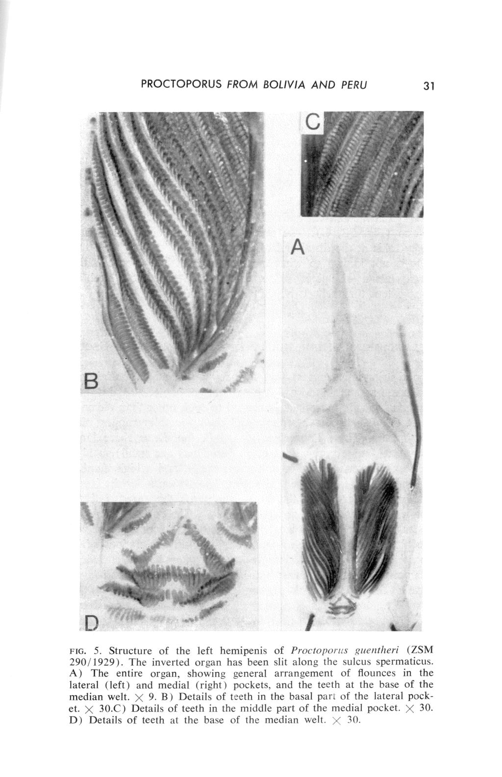 PROCTOPORUS FROM BOLIVIA AND PERU 31 FIG. 5. Structure of the left hemipenis of Proctoporus guentheri (ZSM 290/1929). The inverted organ has been slit along the sulcus spermatfcus.