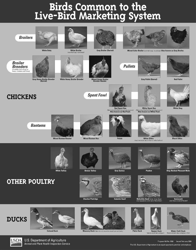 10 POULTRY BIOLOGY, CLASSIFICATION, AND TRADE DESCRIPTIONS FIGURE 1 Birds common to the live-bird marketing system. 3.