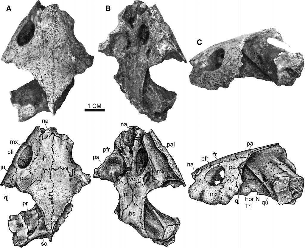 396 JOURNAL OF VERTEBRATE PALEONTOLOGY, VOL. 30, NO. 2, 2010 FIGURE 1. Photographs (top) and illustrations (bottom) of the holotype (ND06 14.1) of Gamerabaena sonsalla.