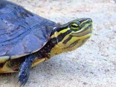 turtle (Rafetus