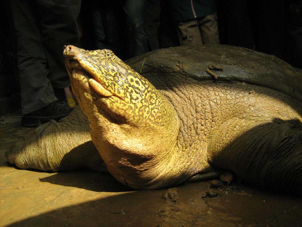 Introduction Swinhoe s Softshell Turtle (Rafetus swinhoei) 4 individuals confirmed globally Critical endangered IUCN