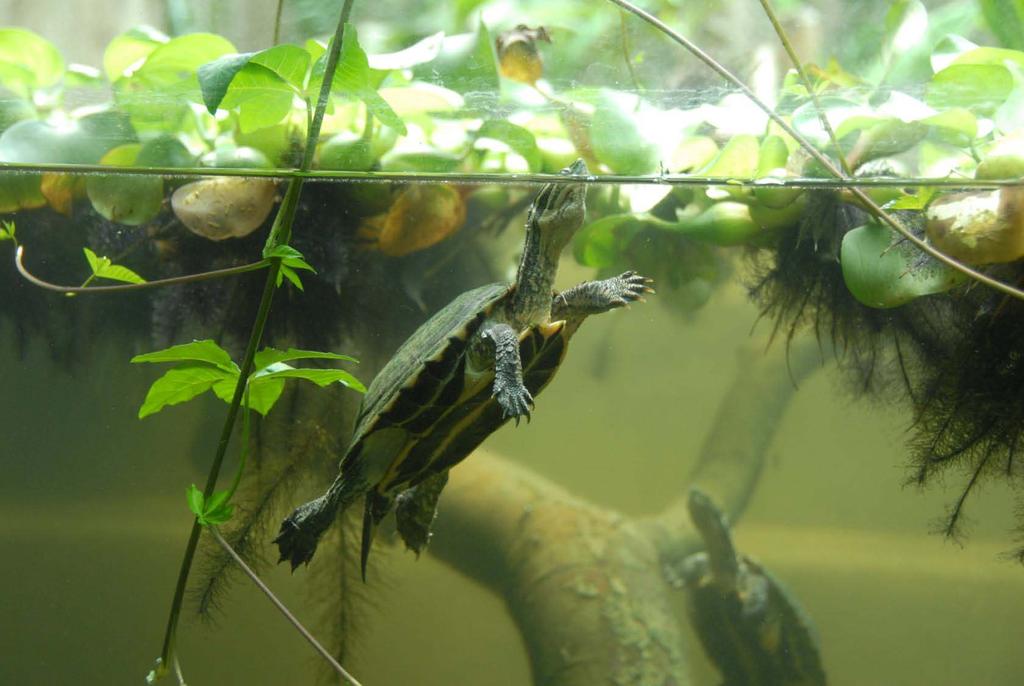 Introduction The Vietnamese Pond Turtle (Mauremys annamensis) Critical endangered (IUCN 2014), highly localized endemic Heavily