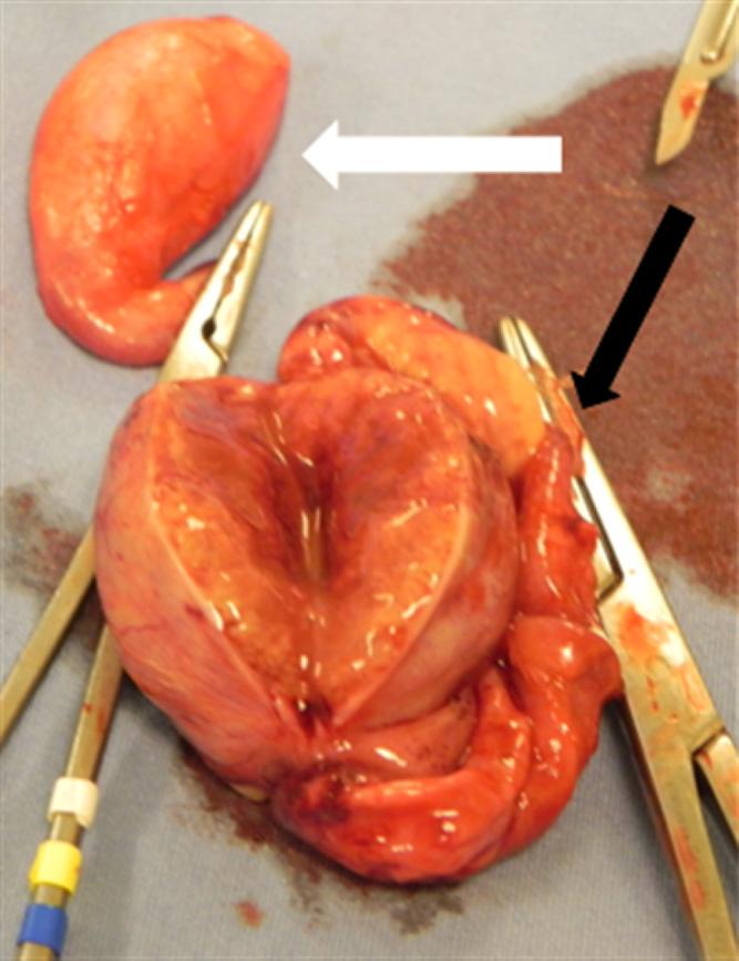 1212 Makloski Fig. 3. Testicles that where removed due to illness, pain, and scrotal asymmetry. The patient had tested positive on RSAT prior to surgery.