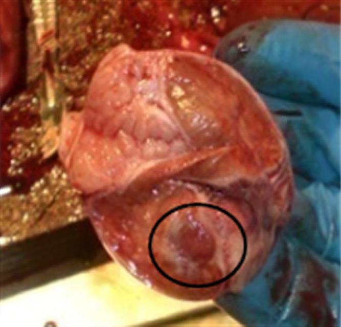 1213 Fig. 4. Testicular abscess infected with B canis.