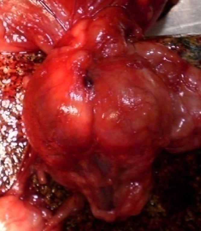 1214 Makloski Fig. 5. Canine prostate from an infected stud dog. the 2-ME RSAT.