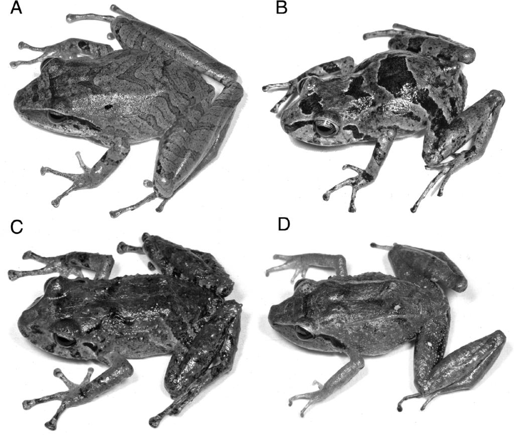 DUELLMAN AND HEDGES NEW PERUVIAN ELEUTHERODACTYLUS 527 Fig. 1. New species of Eleutherodactylus. (A) E. bipunctatus, KU 291638, female, 35.5 mm SVL. (B) E. aniptopalmatus, KU 291626, female, 22.