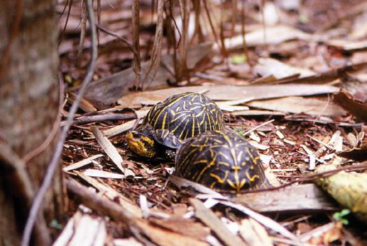 Hatchling Florida Box Turtles are occasionally found on the island, where they are very difficult to see on the forest floor.