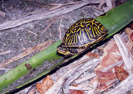 As elsewhere, Egmont Key s box turtles are omnivorous, and even have been observed scavenging dead fish in the riprap along the shoreline.