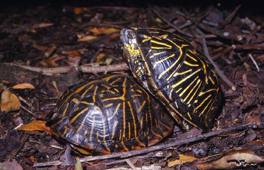 Box turtles even drink from the axils of fallen palms. Reproductive traits varied considerably among the island s females. Our smallest female with eggs was 124 mm CL.