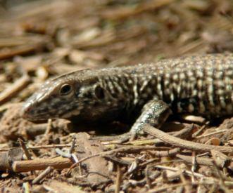 Predators: Wide variety of lizards, snakes, and birds prey upon this species. Breeding: 1-5 eggs per clutch, 1-2 clutches per year.