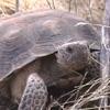DESERT TORTOISE (GOPHERUS AGASSIZII) Scientific Name: Gopherus agassizii Temporal Activity: Diurnal and hibernates, active March through fall, will emerge from burrows in response to thunderstorms,