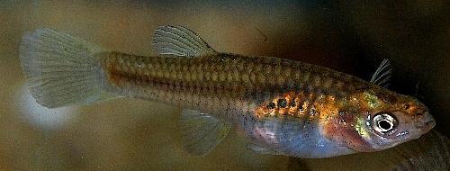 GILA TOPMINNOW (POECILIOPSIS OCCIDENTALIS) Species Name: Poeciliopsis occidentalis Range: Currently, populations are found in several localities in the Gila River system of Mexico and Arizona.