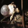 WOODHOUSE'S TOAD (BUFO WOODHOUSII) Scientific Name: Bufo woodhousii Residency: Occurs in the Intermountain West and