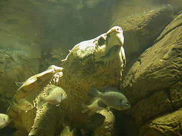 Macrochelys temminckii Major Life History Traits Delayed maturity Long-lived Slow growth High adult survival Low juvenile