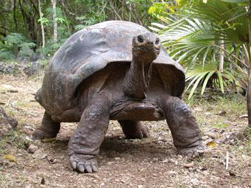 Introductions in Turtles Aldabra Tortoise Sychelles Islands 1978 1982 250 moved to start a new colony By 1990 117 remained New colony not established Alligator