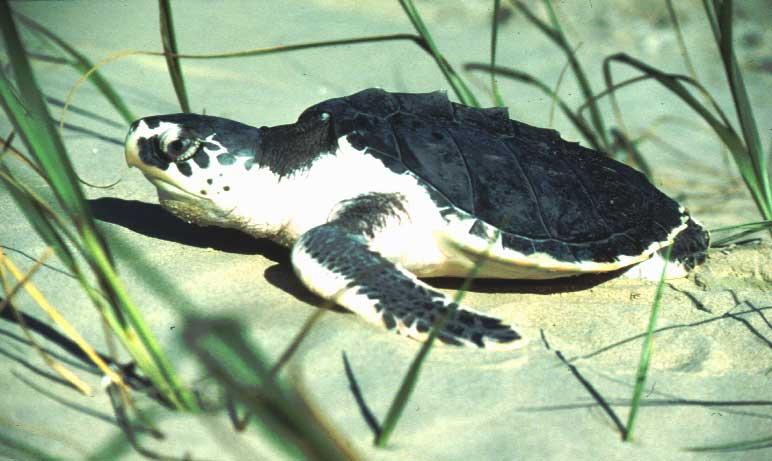 Consider the Life History Turtles Longevity High adult survival Low juvenile survival Delayed sexual maturity Study Kemp s Ridley and Yellow Mud Turtle Head-starting