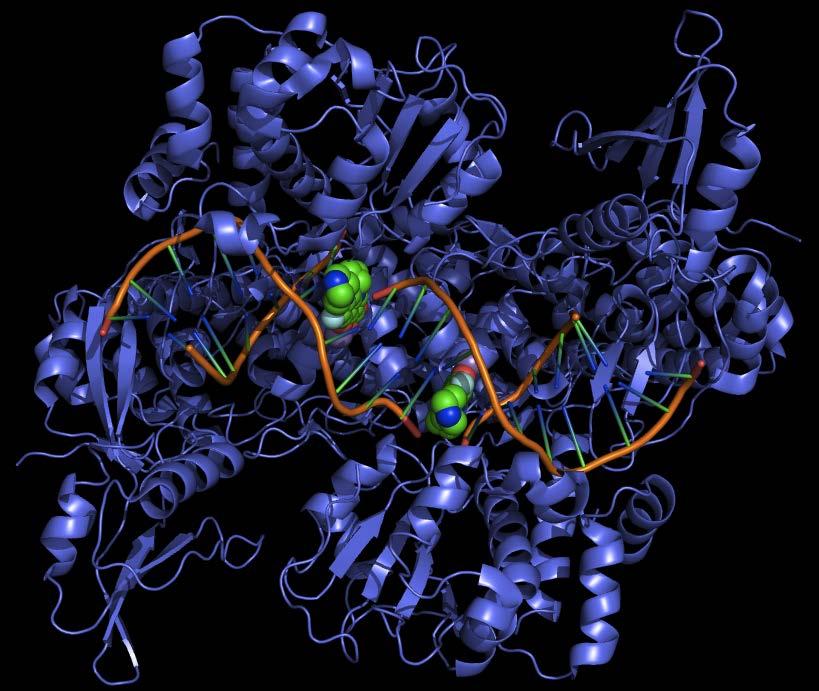 Ternary complex DA - enzyme - fluoroquinolone "GyraseCiproTop" by Fdardel - wn work. Licensed under CC BY-SA 3.0 via Wikimedia Commons - http://commons.wikimedia.