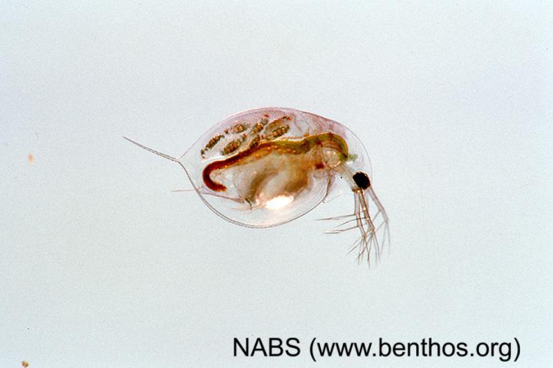 not enclosed in a flattened shell Copepoda 3a.