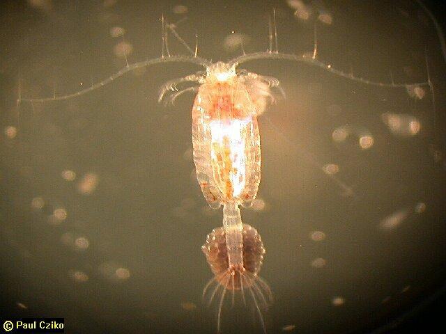 distinct head Seed shrimp (Ostracoda) 3b.