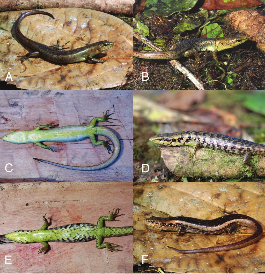 HERPETOFAUNA TEXT 40-1.2 6/4/11 8:23 PM Page 32 Figure 1. Colour-pattern variation in Prasinohaema flavipes.