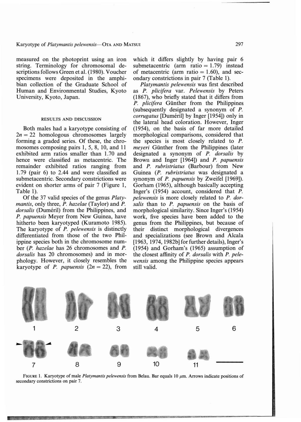Karyotype of Platymantis pelewensis-ota AND MATSUI 297 measured on the photoprint using an iron string. Terminology for chromosomal descriptions follows Green et al. (1980).