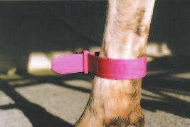The protruding end acts like a 'flag' waving on the cow's leg. The Quickstrap is removed by simply pressing on the release button.