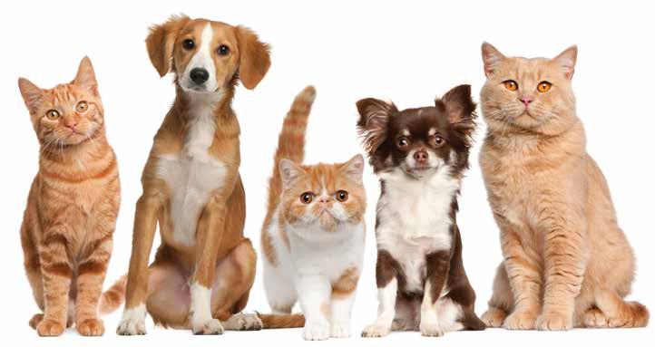 The Case For Mixed Feeding We have seen how beneficial wet food is in terms of maintaining urinary tract health in cats and small breed dogs by promoting optimal water balance, as well as helping to