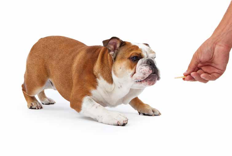 Responsible Treating of Pets Treats provide an important mechanism for strengthening the bond between a pet and owner and are frequently used as a motivating tool for training.