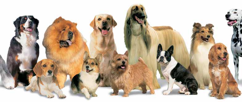 Dogs The dog (Canis lupus familiaris) is domesticated from the grey wolf (Canis lupus) There are 3.99m dogs in Australia (2011) 39.3% of Australian households own a dog (2011).