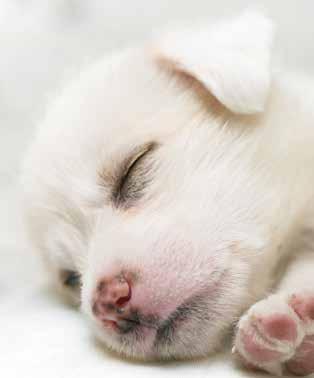 Stage of Development, from Newborn to Adult The development of puppies can be divided into four distinct stages: the neonatal period, the transitional period, the socialisation period and the