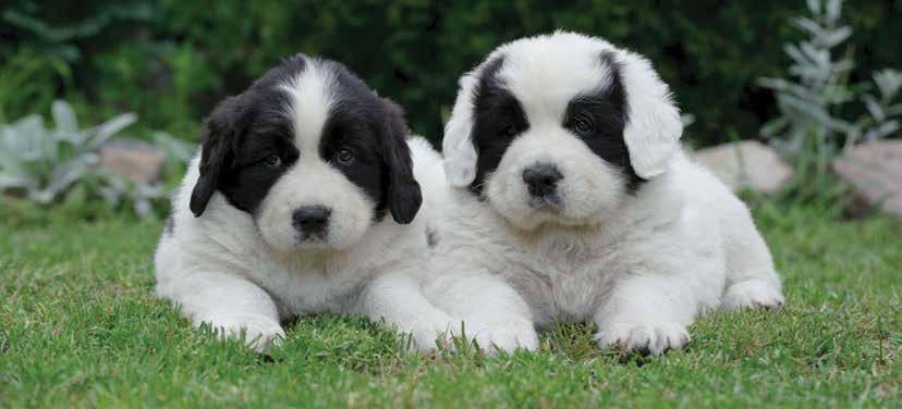 Growth Rates of Puppies Different sizes of dogs grow at different rates and become adult at different times.