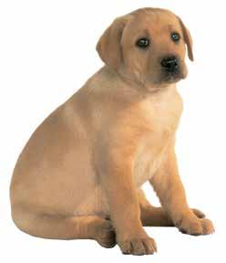 All dogs grow rapidly during the first few months before slowing to a reduced rate of growth.