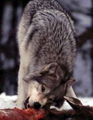 Instinctive Feeding Behaviour of Dogs A wolf can consume a fifth of its bodyweight in a single meal! This is equivalent to a 60kg human eating 12kg of meat in one sitting.